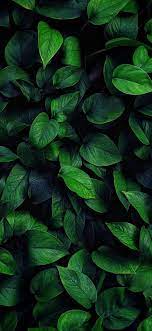 Bộ 300 Hinh Nền Iphone 12 Pro Pro Max Mini Full Hd 4k Sieu đẹp Sieu Ngầu 43 In 2021 Nature Iphone Wallpaper Phone Wallpaper Images Plant Wallpaper