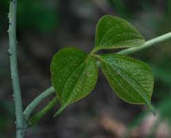 Image result for Dioscorea dumetorum