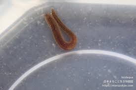 シマイシビル| 日本まるごと生き物図鑑