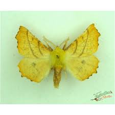 Image result for Hadena compta