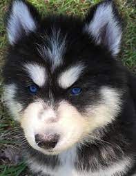Vind de beste gratis stockfoto's over husky puppy rescue bay area. Siberian Husky Puppy For Sale Adoption Rescue For Sale In Pensacola Florida Classified Americanlisted Com