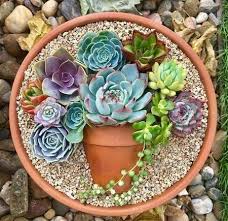 Generally, indoor succulents love bright light and will thrive. Succulent Garden Indoor Succulent Garden Diy Succulent Arrangements Succulent Arrangement Ind Succulent Garden Design Succulents Diy Succulent Garden Indoor