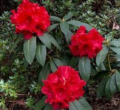 Rhododendron bow bells is an evergreen shrub that grows vertically. Rhododendron Grace Seabrook Rhododendron Plant Rhododendron Plants