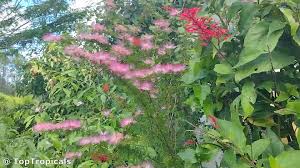 Image result for Calliandra brevipes
