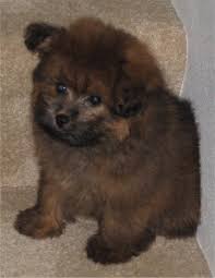 Safe affordable shipping all over us. Pomapoo Pomeranian Poodle Mix Info Temperament Puppies Pictures