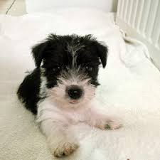Millie When She Was 12 Weeks Old Black And White Long Haired Jack Russell Cross Our Baby X Jack Russell Jack Russell Dogs Jack Russell Terrier