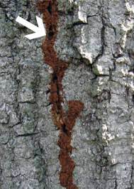 Termites have surprisingly strong mandibles (eating/chewing mouthparts). Saving Louisiana Trees With Termite Damage