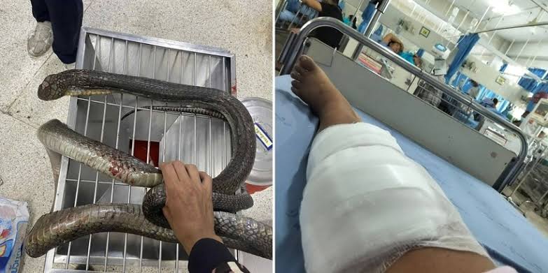 Bị rắn hổ mang chúa dài 3 mét cắn, người phụ nữ tay không "xử đẹp" con vật  rồi mang đến bệnh viện