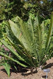 Image result for Encephalartos