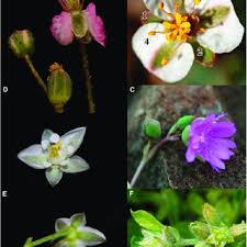 Image result for Hypertelis bowkeriana