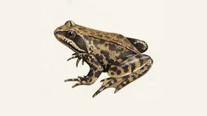 Common Frog What Do Frogs Eat Other Frog Facts The Rspb