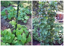 Check spelling or type a new query. Growing Green Beans Bush Beans Vs Pole Beans