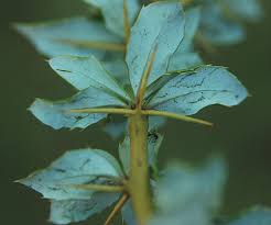 Image result for Berberis verruculosa