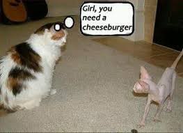 Cheeseburgers Funny Animal Pictures Funny Animals Cute Funny Animals