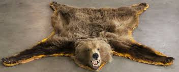 Authentic bearskin rug is a plan in fallout 76. Montana Grizzly Bear Rug