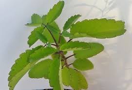 Kalanchoe Pinnata Miracle Leaf Magic Bells 1 Starter Plant In Home Garden Yard Garden Outdoor Living Plants Seeds Plant Leaves Plants Starter Plants