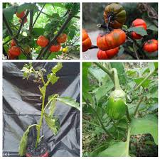 Image result for Solanum sp. B
