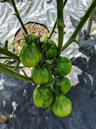 Check spelling or type a new query. Caring For My Tomato Plants The Martha Stewart Blog