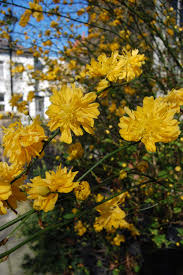 Image result for Kerria japonica