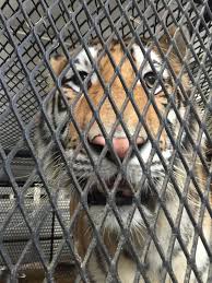 The owner then corralled the tiger and took it into the house, according to houston police commander ron borza. Woman Breaks Into Houston Home To Smoke Pot And Is Greeted By A Tiger New Hampshire Public Radio