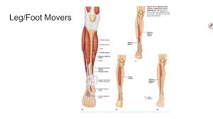 This is an online quiz called lower body blood vessels diagram. 4 7 Lower Body Muscles Youtube