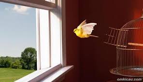 We did not find results for: Cara Membuat Jebakan Burung Secara Sederhana Om Kicau