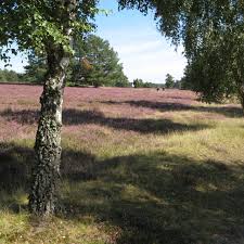 Popular attraction südheide nature park is located nearby. Hotel Ludwig Harms Haus 3 Hrs Star Hotel In Hermannsburg Lower Saxony