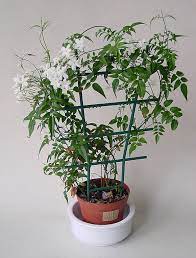 Great savings & free delivery / collection on many items. Jasminum Polyanthum Jasmine Guide Our House Plants