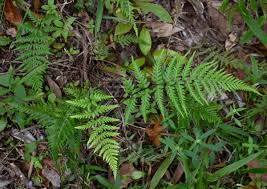 Image result for Pityrogramma argentea