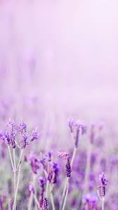 Lavender Purple Aesthetic Flower Message H5 Background Material Flower Background Wallpaper Lavender Aesthetic Flower Aesthetic