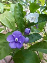 Image result for Brunfelsia australis