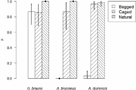 Image result for Agelanthus igneus