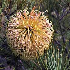 Image result for Dahlia x pinnata `Decorative Giants`