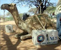 In masha hamilton's the camel bookmobile, friends of fiona sweeney, an idealistic new york librarian, think fi's new project — a mobile library delivering books to remote parts of kenya — is slightly batty. Street Use 2007 February