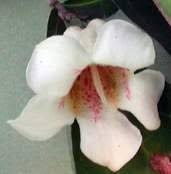 Image result for Rothmannia globosa