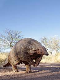 Photograph by joel sartore, national geographic photo ark. Was Sie Uber Den Pangolin Das Schuppentier Wissen Sollten Ifaw