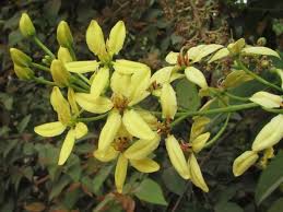 Image result for Tristellateia africana