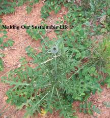 Diy Vegetable Rennet Vegetable Rennet Diy Cheese Butter Cheese