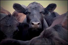 Colby Ks Auction Market Reports Cow Cow Pictures Cow Calf