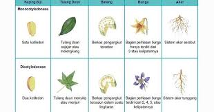 Wow 30 Gambar Bunga Monokotil Beserta Keterangannya Tumbuhan Monokotil Pengertian Ciri Reproduksi Contoh Download Tumbuhan B Bunga Menggambar Bunga Gambar