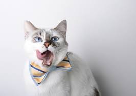This could also mean the cat has an allergy to food or laundry detergent. How To Speak Cat The Meaning Of Cat Behaviors