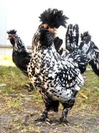 Куры данной породы очень активные, подвижные, любят бегать, перелетают через препятствия с изменением направления. Pavlovskie Kury Zoloto Serebro Doska Besplatnyh Obyavlenij Mur Tv