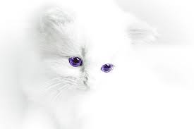 Maybe you would like to learn more about one of these? Katzenbaby Katze Weiss Kostenloses Foto Auf Pixabay