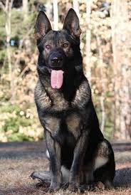 German shepherd dog information including personality, history, grooming, pictures, videos, and the akc breed standard. Francesco Trama Franctrama Profile Pinterest