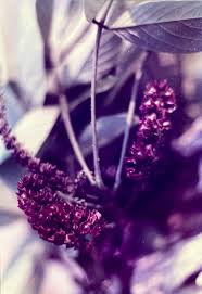 Image result for Lonchocarpus