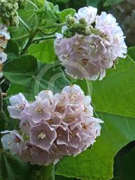 Image result for Dombeya burgessiae
