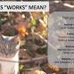 Trap Neuter Return - How to Care for Outdoor Cats event image