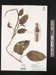 Image result for Melastomastrum capitatum