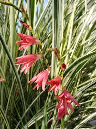 Image result for Tritonia