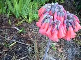 These little flowers are actually little baby plants or plantlets. Mother Of Thousands Strange Flowers On The Side Of The Road Youtube